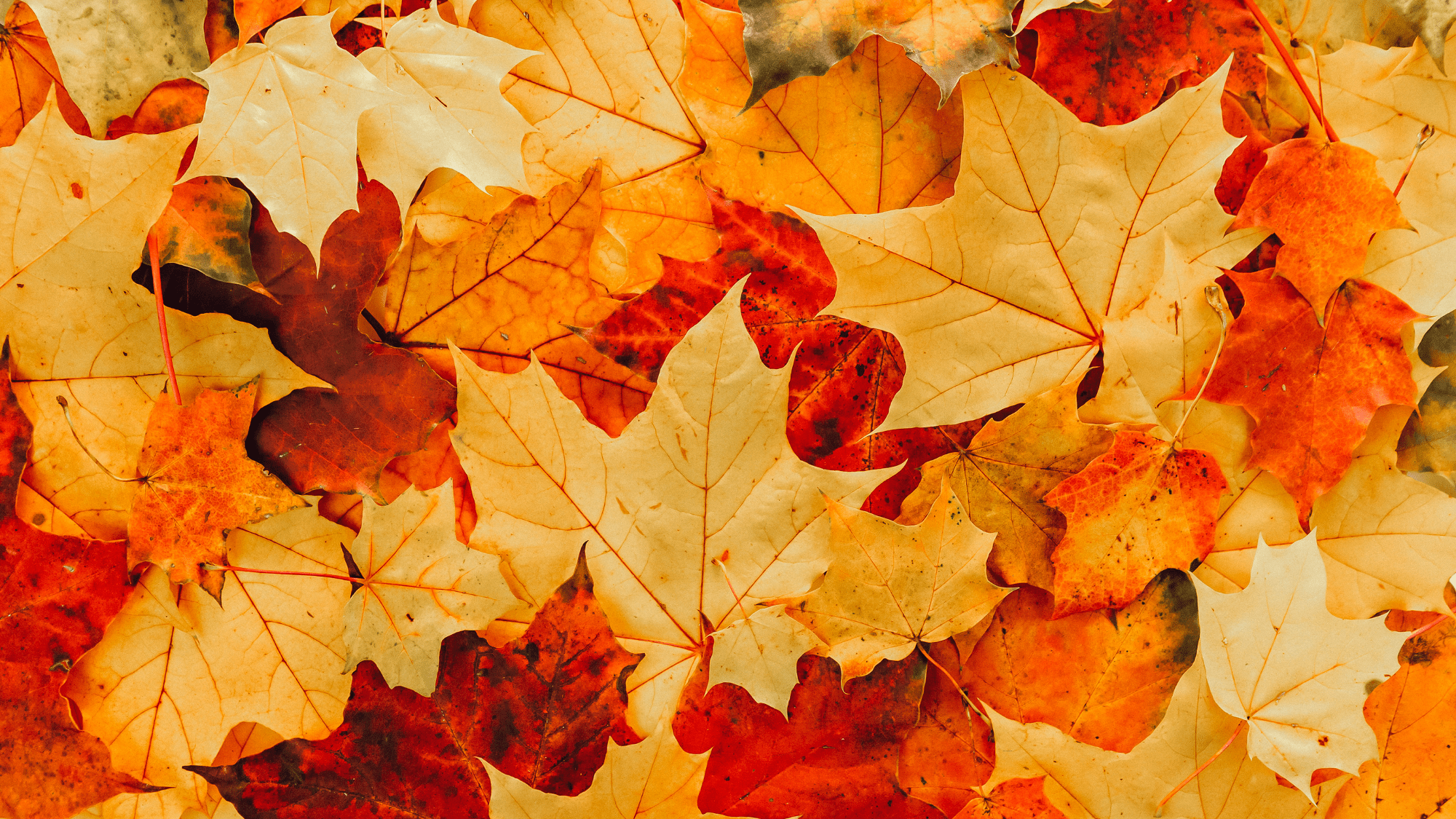 Yourparagraphtext leaf